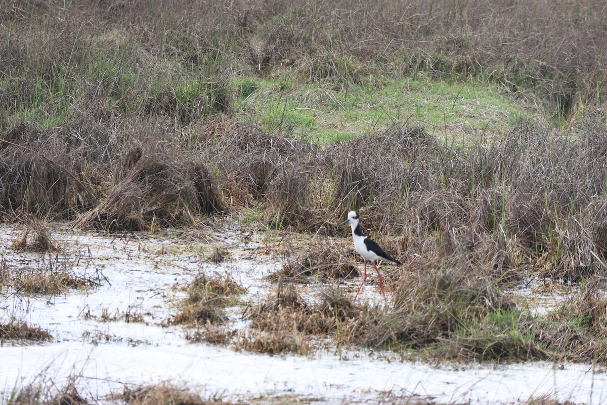 Кулик-довгоніг американський - ML644483032