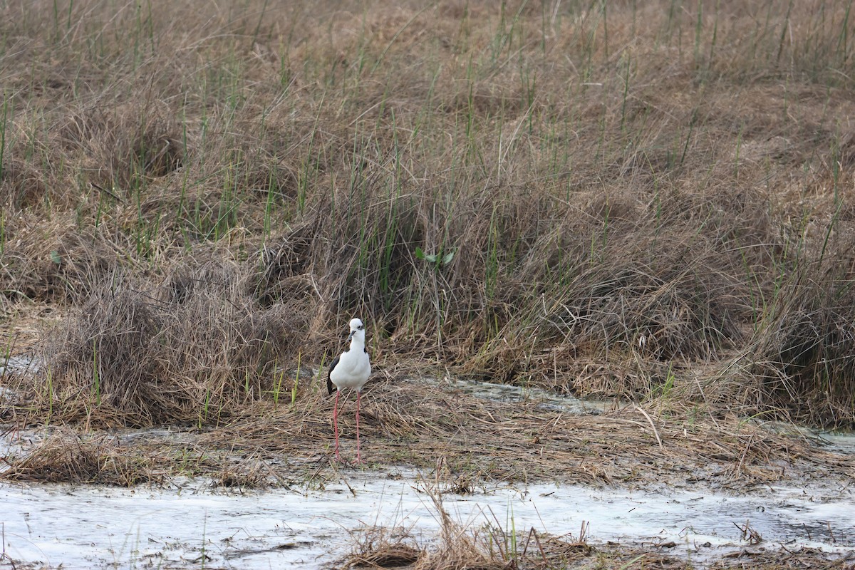 Кулик-довгоніг американський - ML644483033
