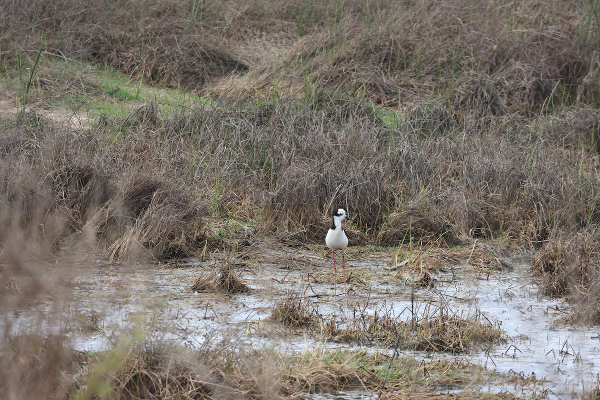 Schwarznacken-Stelzenläufer - ML644483034