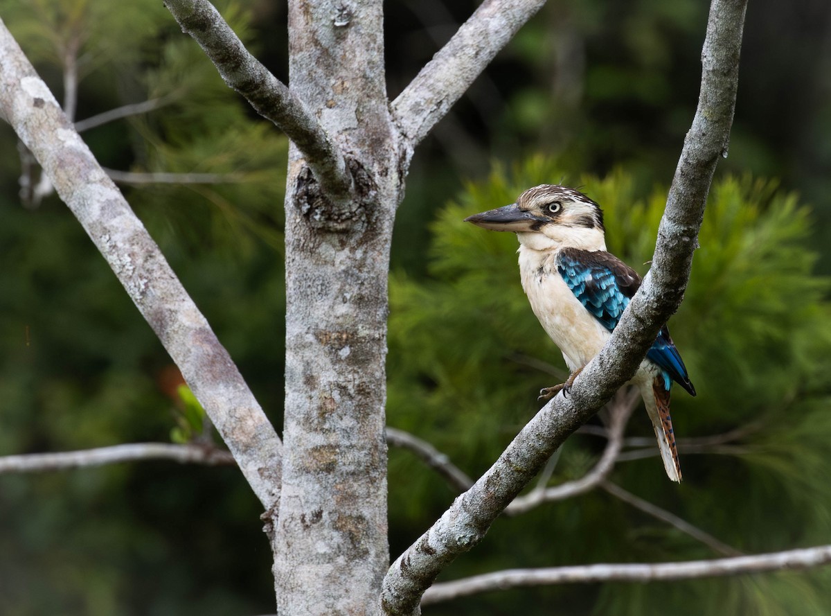 Blue-winged Kookaburra - ML644483035