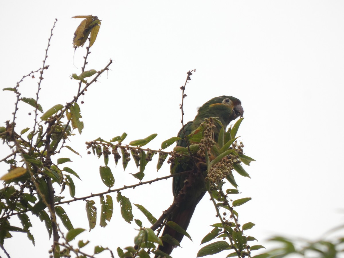Golden-plumed Parakeet - ML644483036