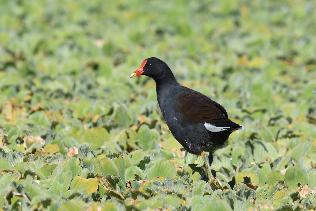 Amerika Sutavuğu - ML644483041