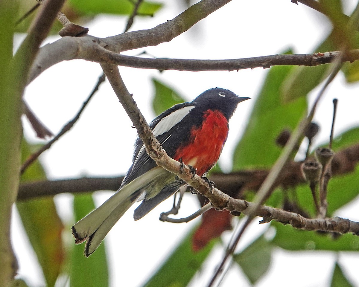 Painted Redstart - ML644483052