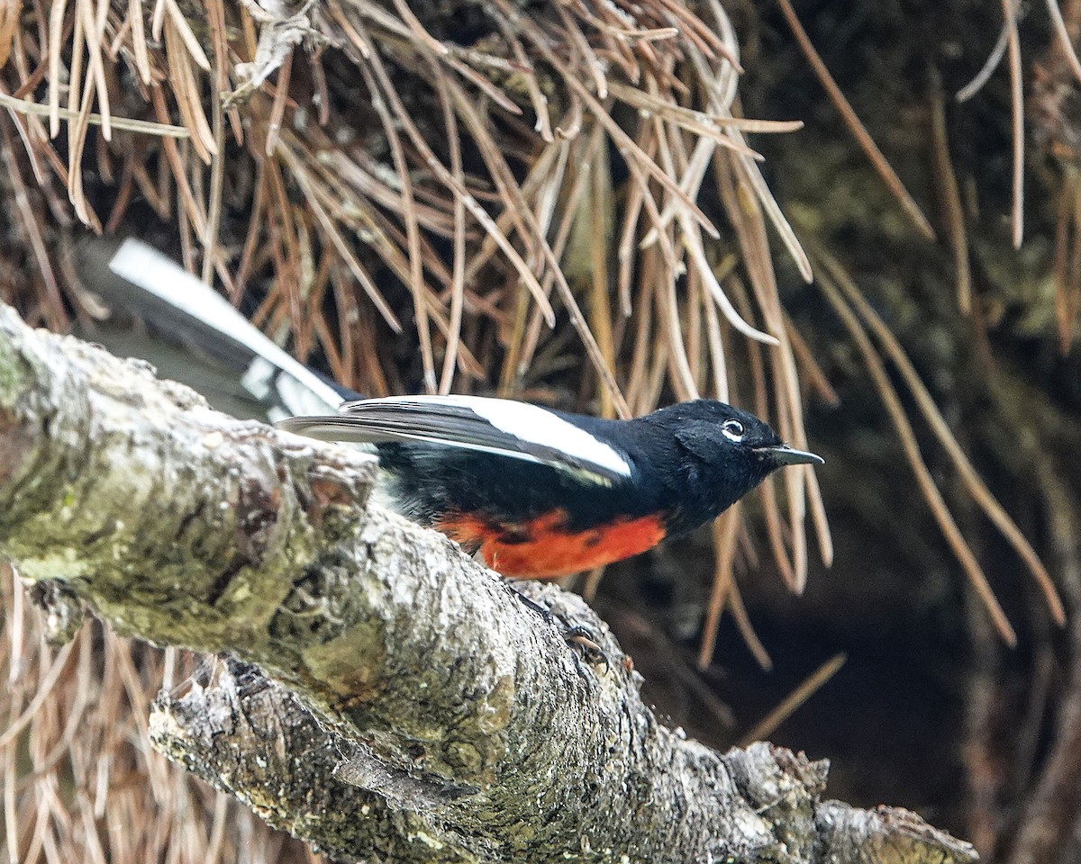 Painted Redstart - ML644483053