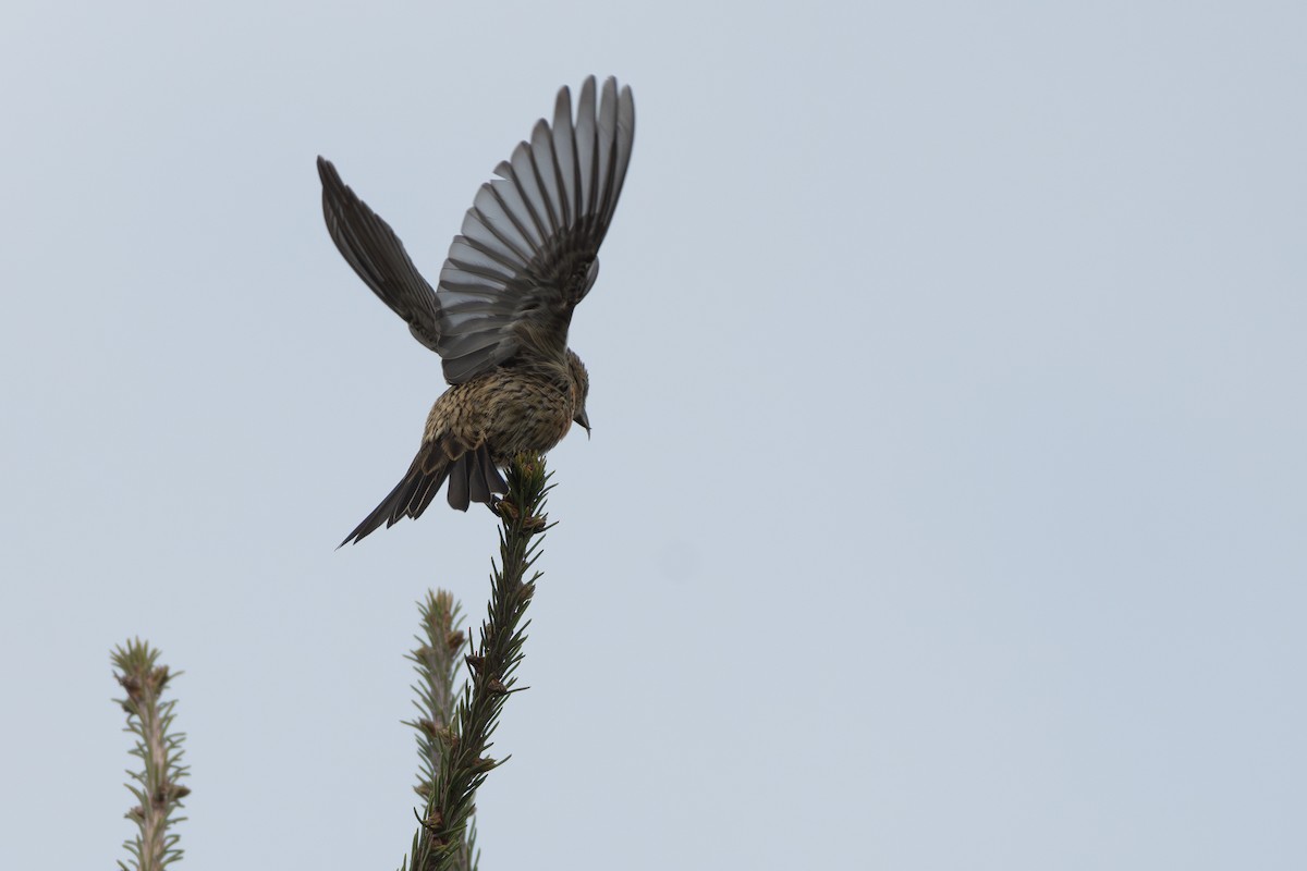 White-winged Crossbill - ML644483056