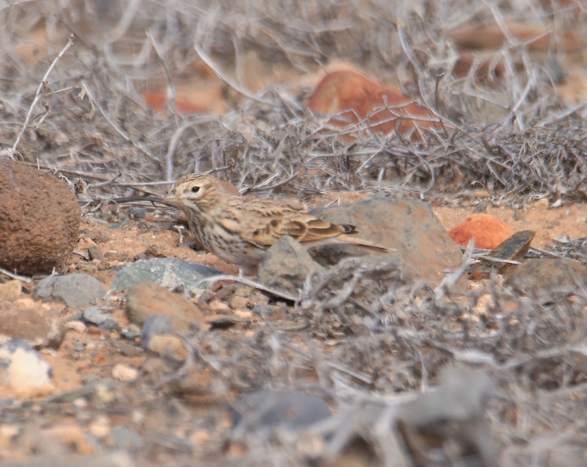 Mediterranean Short-toed Lark - ML644483063