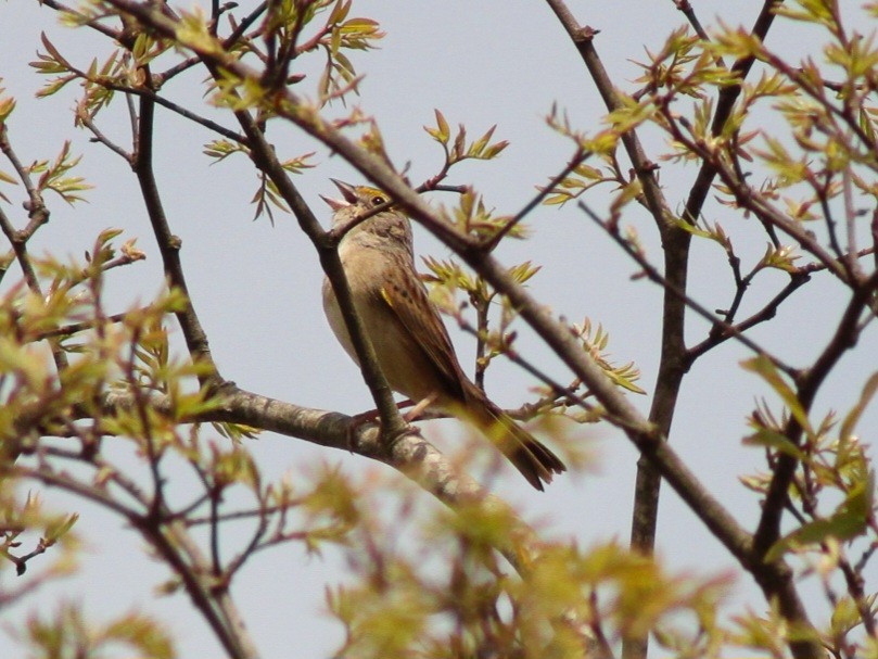 Grassland Sparrow - ML644483067