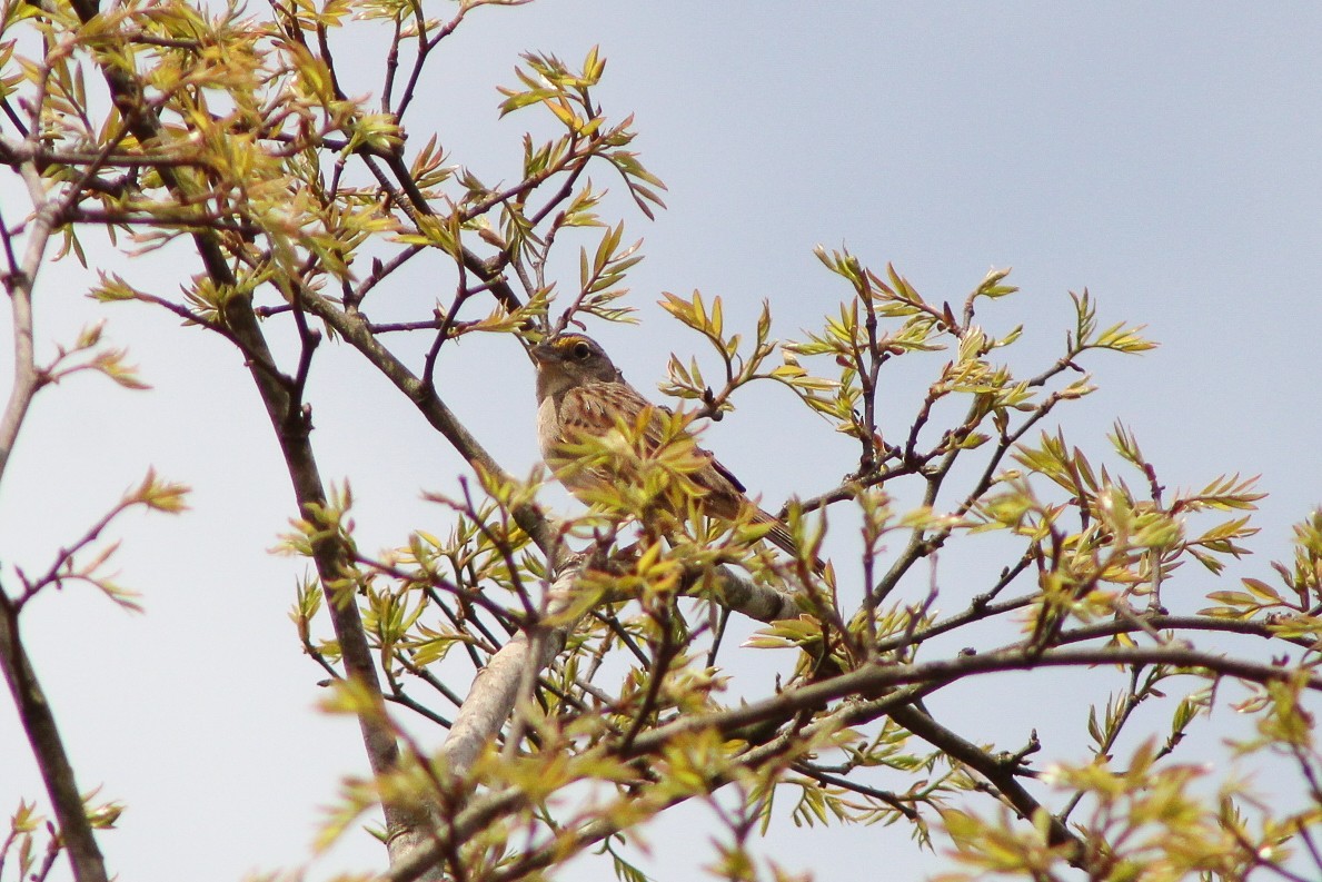 Grassland Sparrow - ML644483068