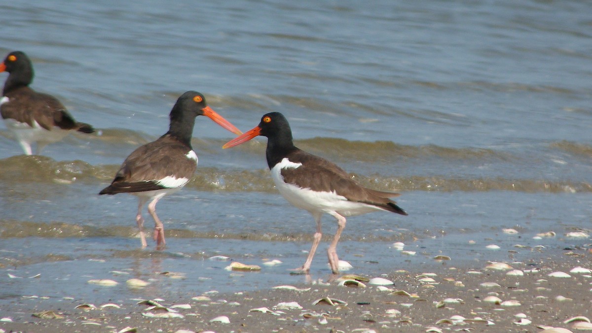 Американский кулик-сорока - ML644483072