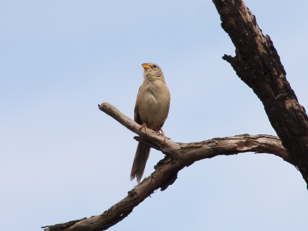 Wedge-tailed Grass-Finch - ML644483079