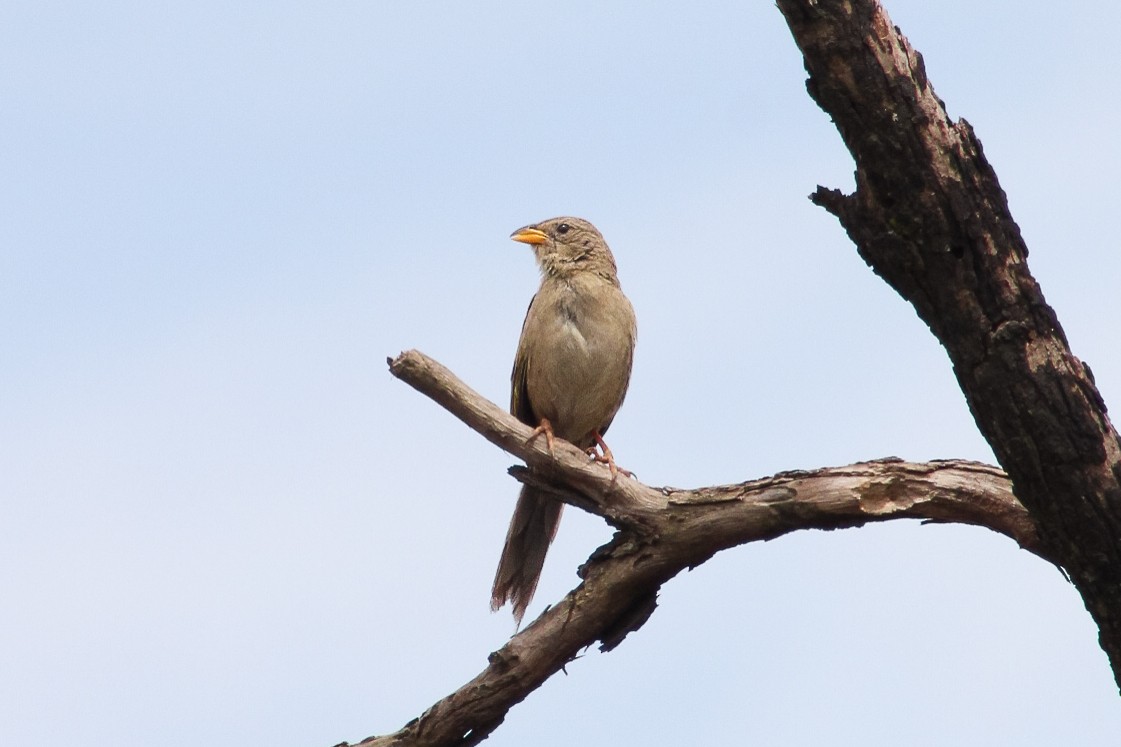 Wedge-tailed Grass-Finch - ML644483080