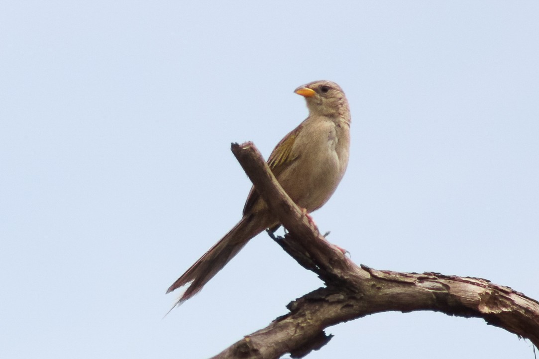 Wedge-tailed Grass-Finch - ML644483081