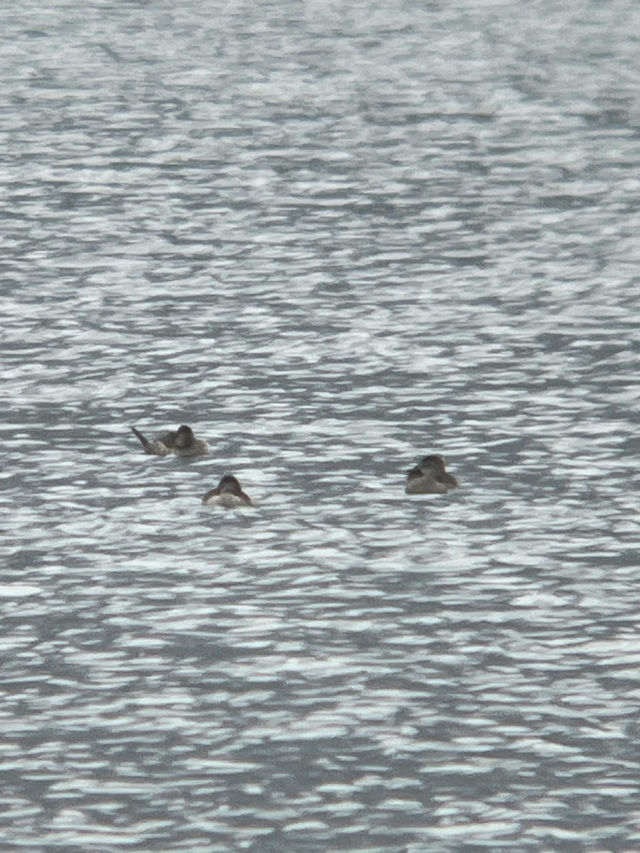 Gobbo della Giamaica - ML644483085