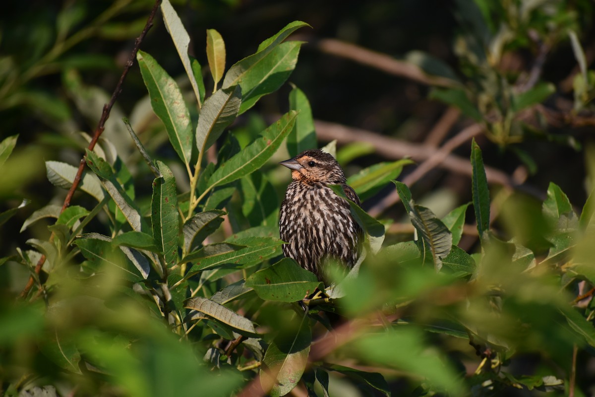 ハゴロモガラス - ML644483086