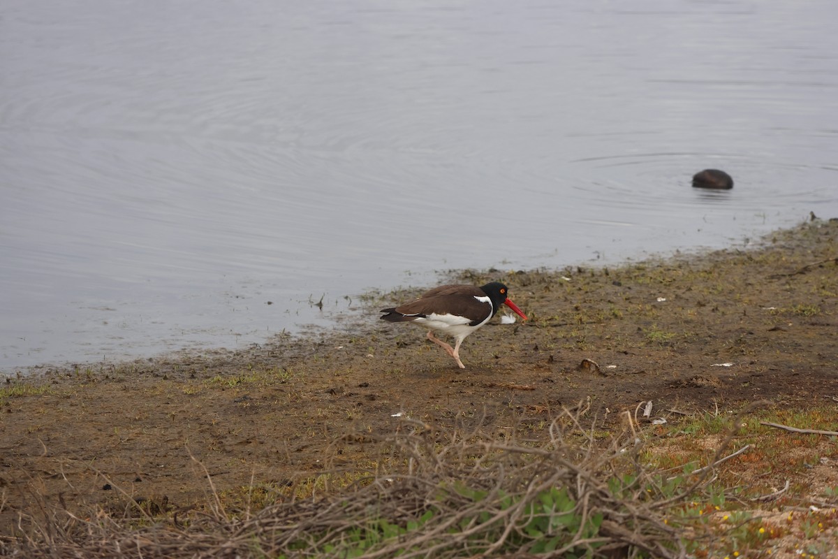 Американский кулик-сорока - ML644483109