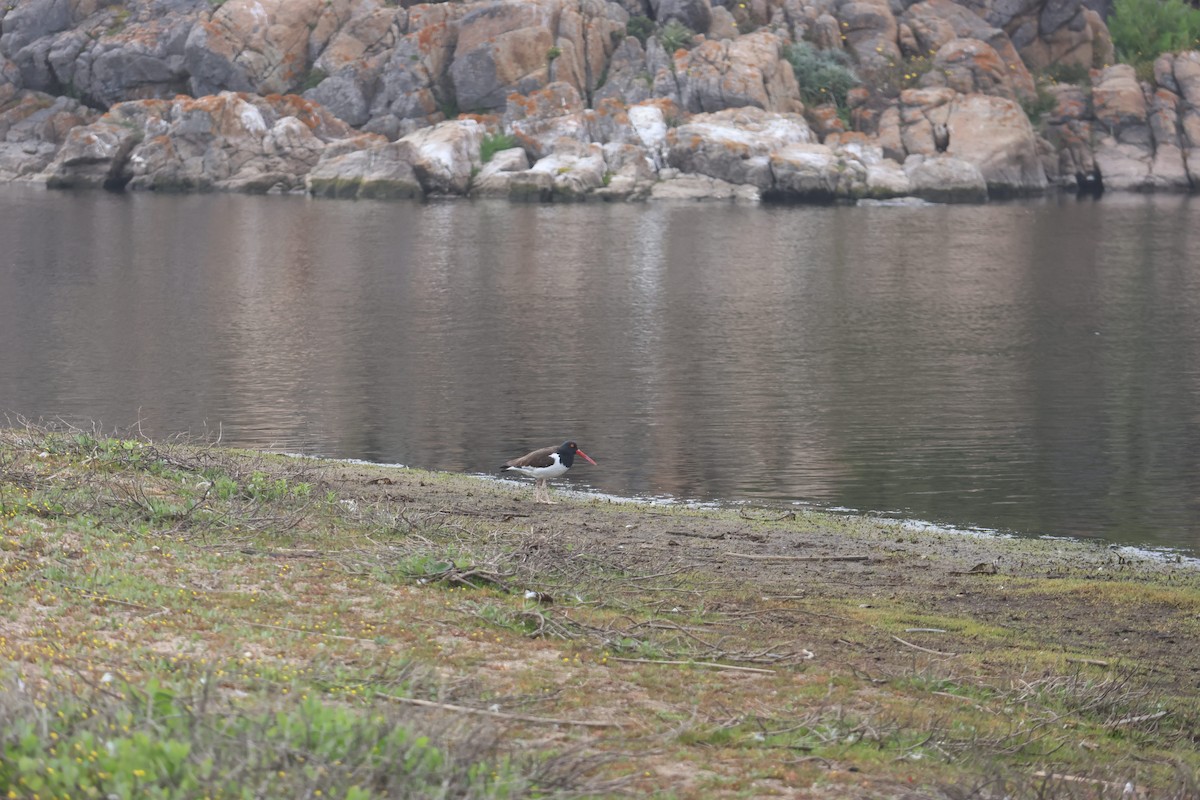 Американский кулик-сорока - ML644483110