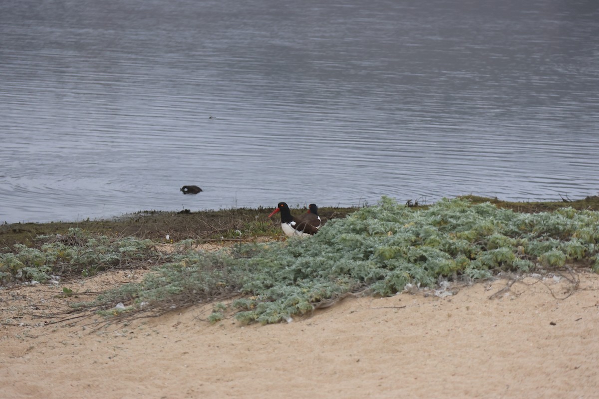 Американский кулик-сорока - ML644483111