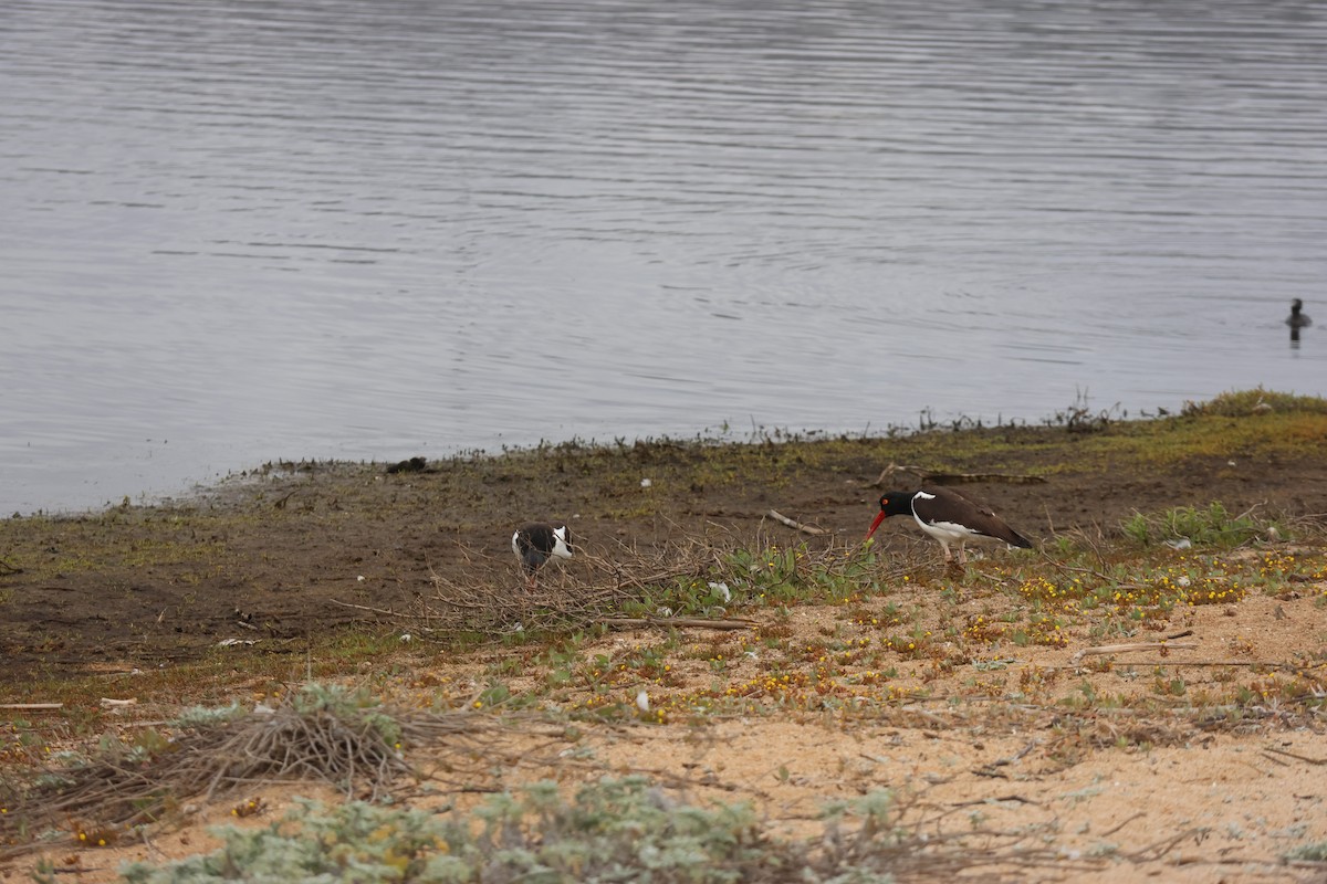 Американский кулик-сорока - ML644483112