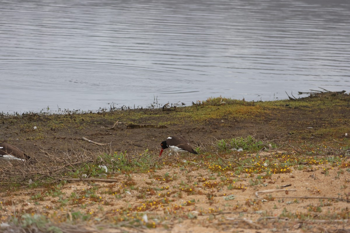 Американский кулик-сорока - ML644483113