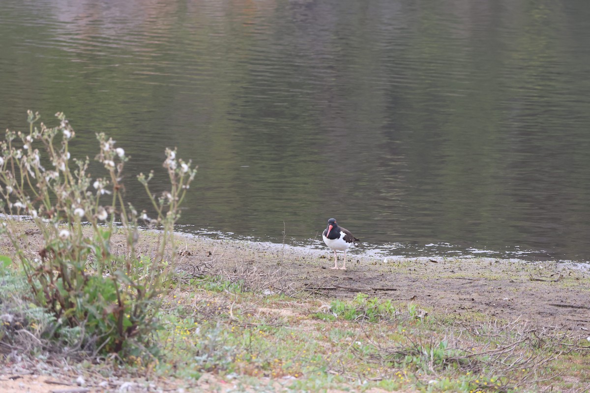 Американский кулик-сорока - ML644483114