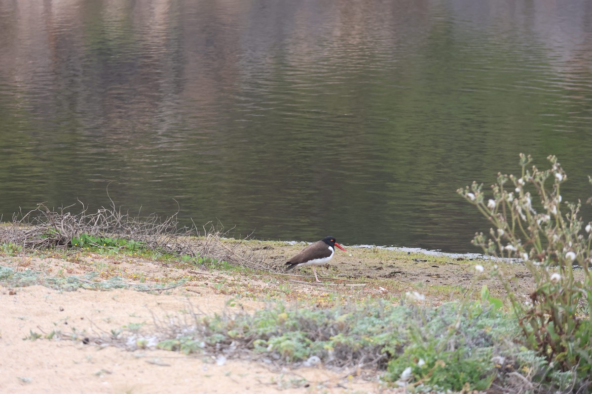 Американский кулик-сорока - ML644483115