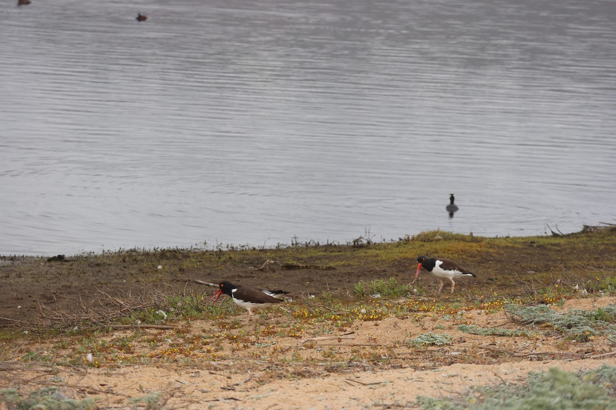 Американский кулик-сорока - ML644483116