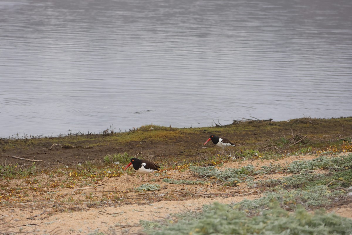 Американский кулик-сорока - ML644483117