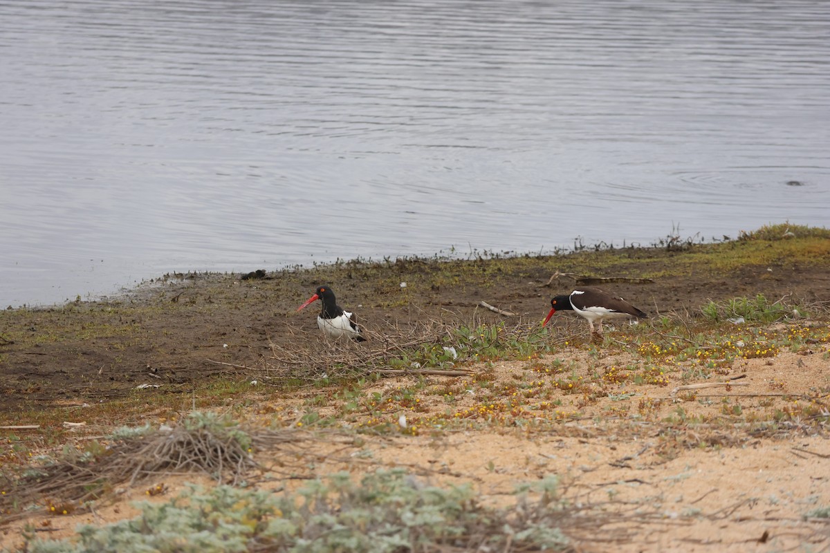 Американский кулик-сорока - ML644483118