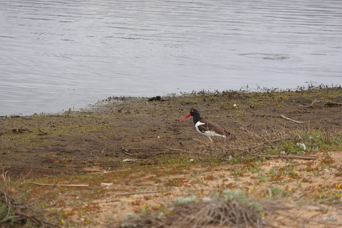 Американский кулик-сорока - ML644483119