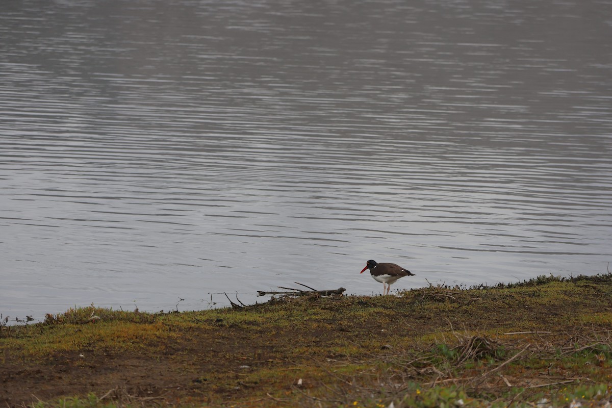 Американский кулик-сорока - ML644483120