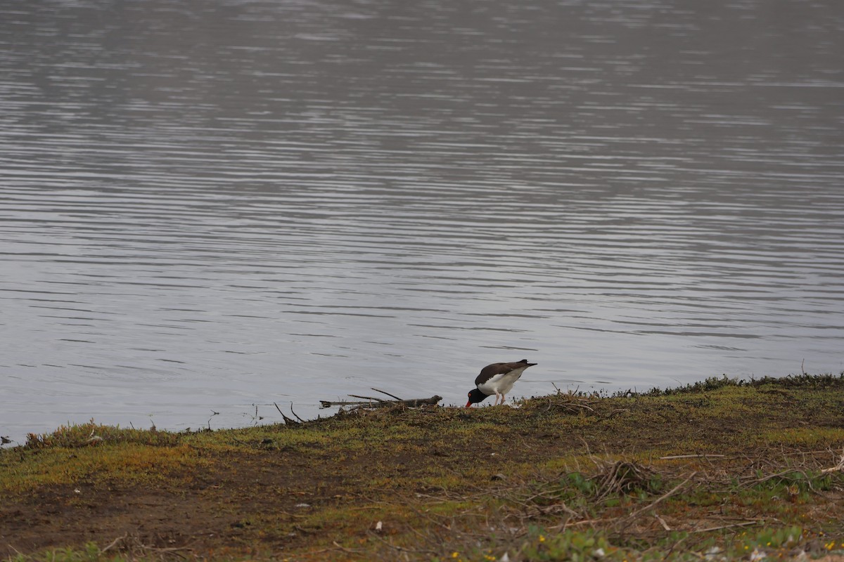 Американский кулик-сорока - ML644483121