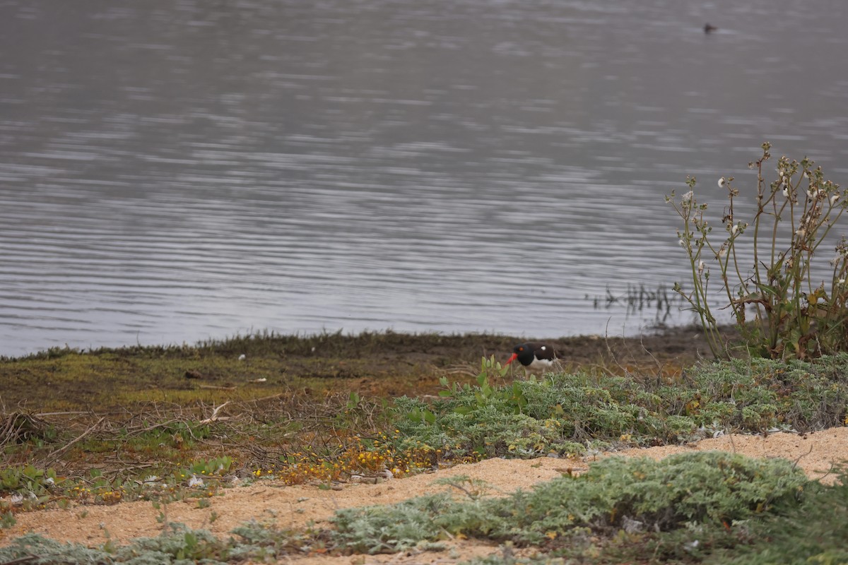 Американский кулик-сорока - ML644483122