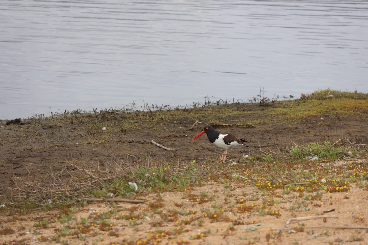 Американский кулик-сорока - ML644483123