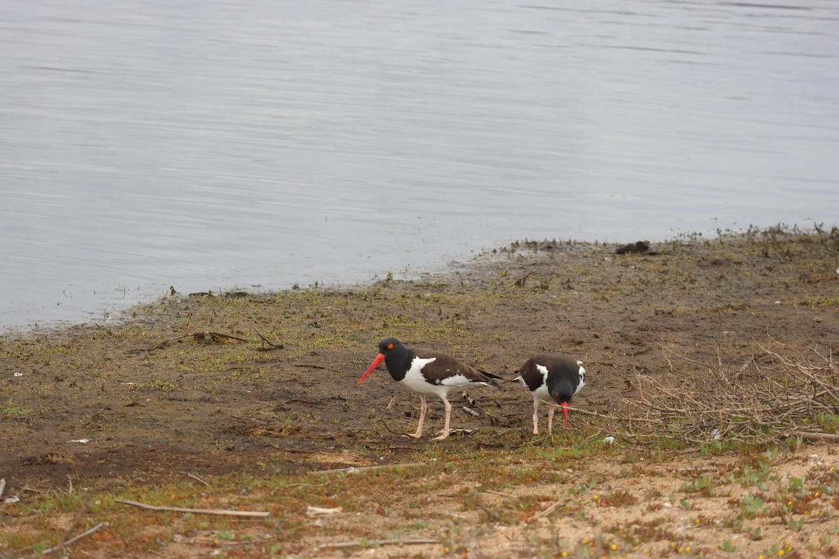 Американский кулик-сорока - ML644483124