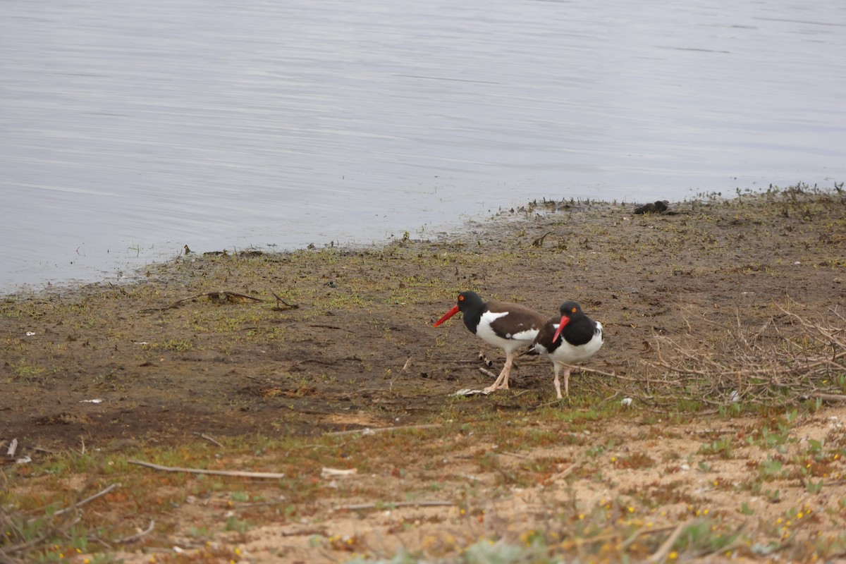 Американский кулик-сорока - ML644483126