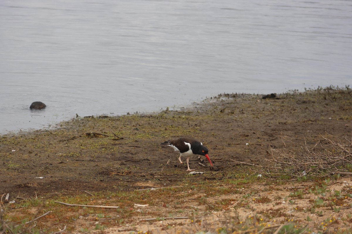 Американский кулик-сорока - ML644483127