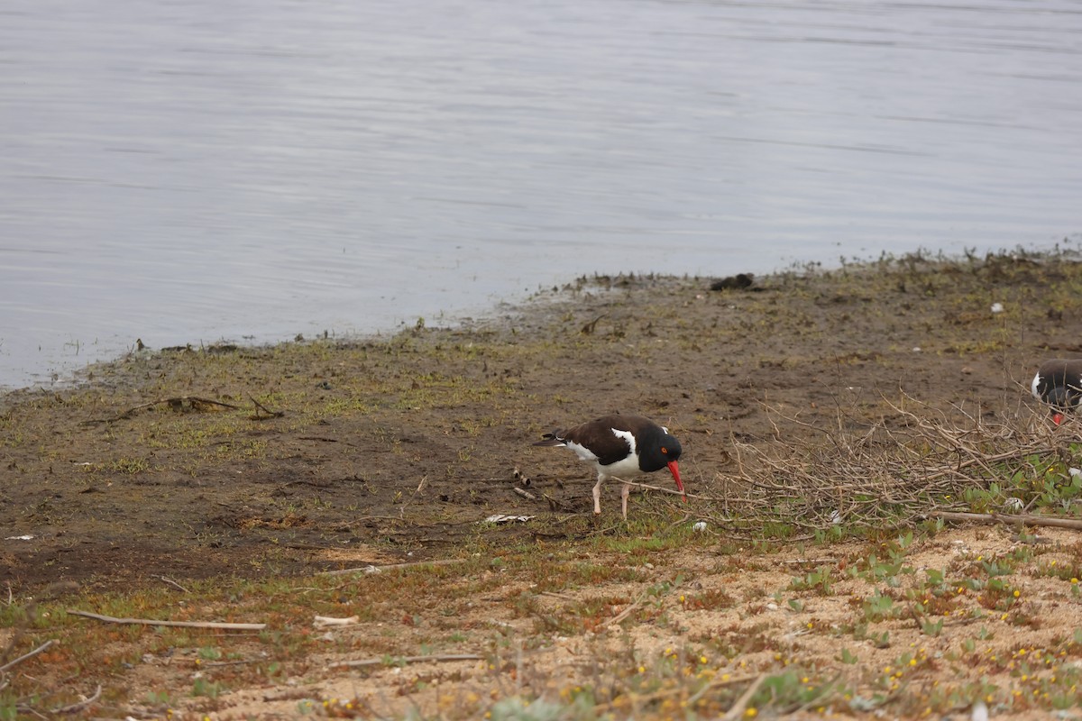 Американский кулик-сорока - ML644483128
