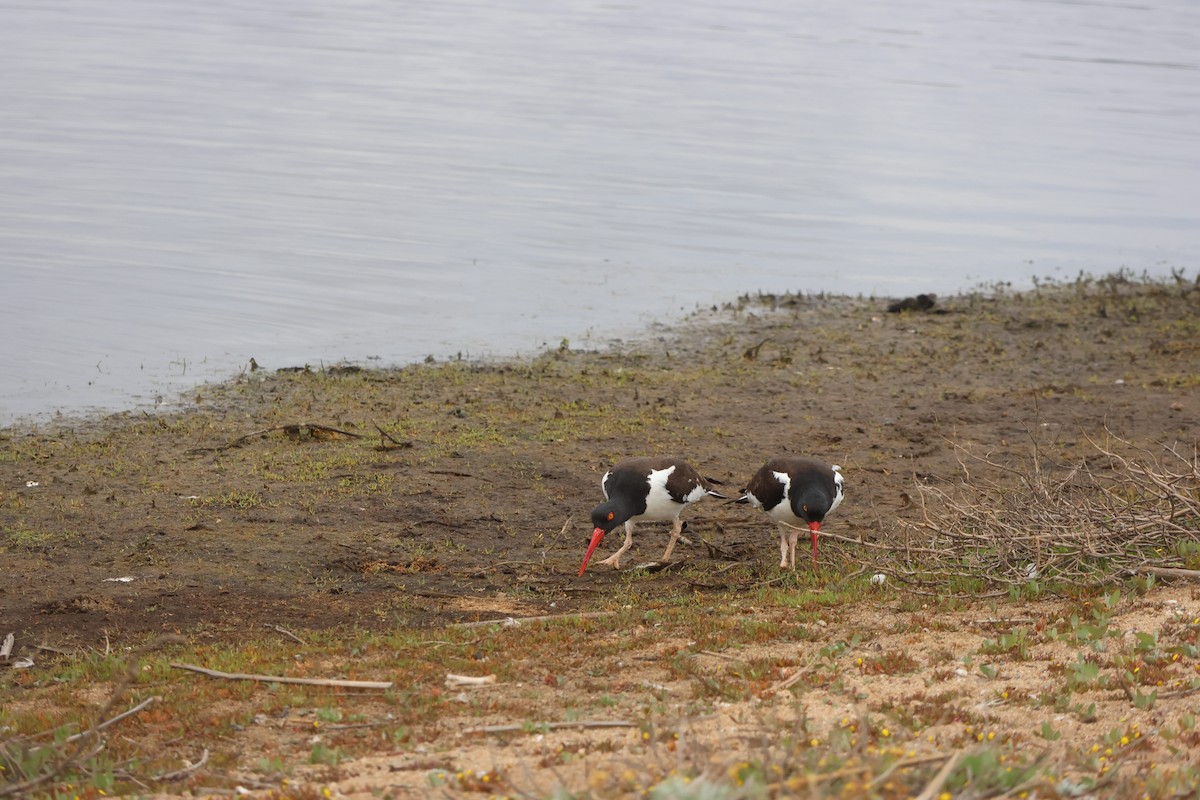 Американский кулик-сорока - ML644483129