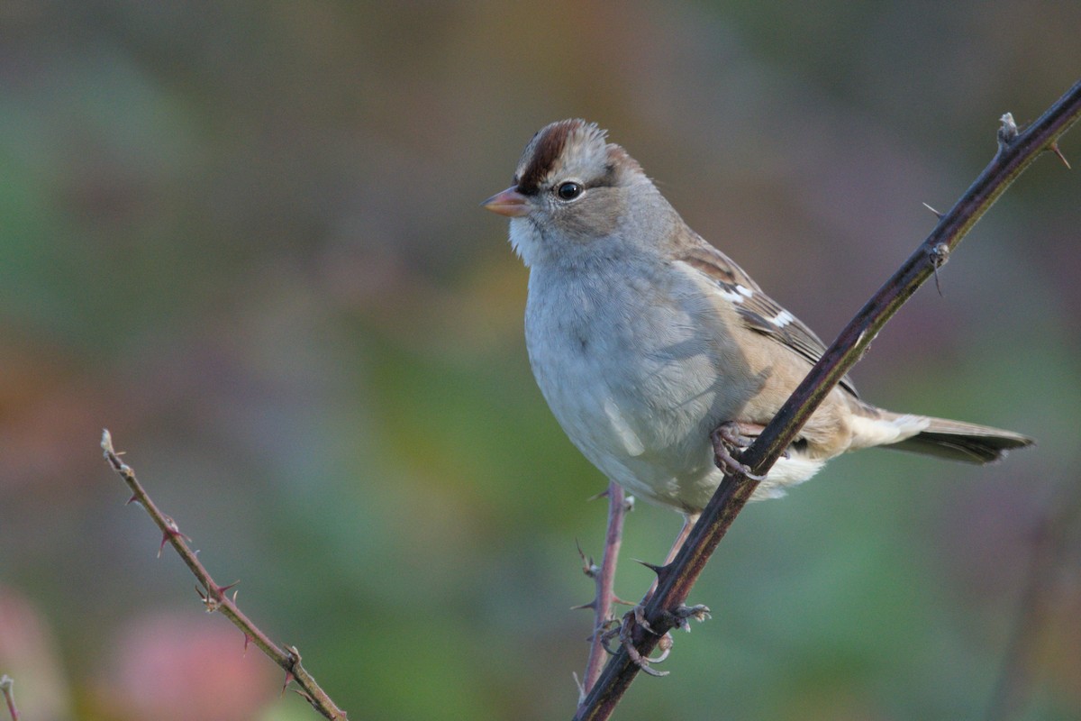 White-crowned Sparrow - ML644483135