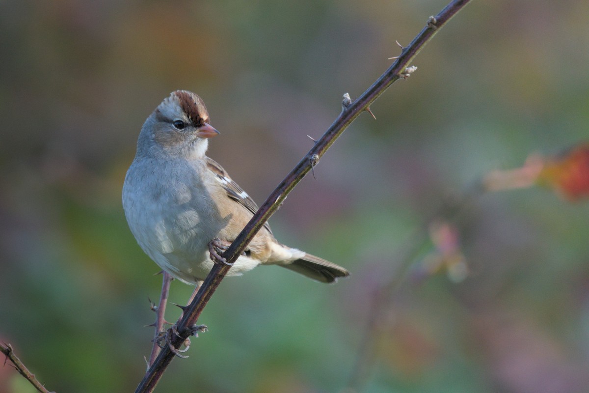 White-crowned Sparrow - ML644483136