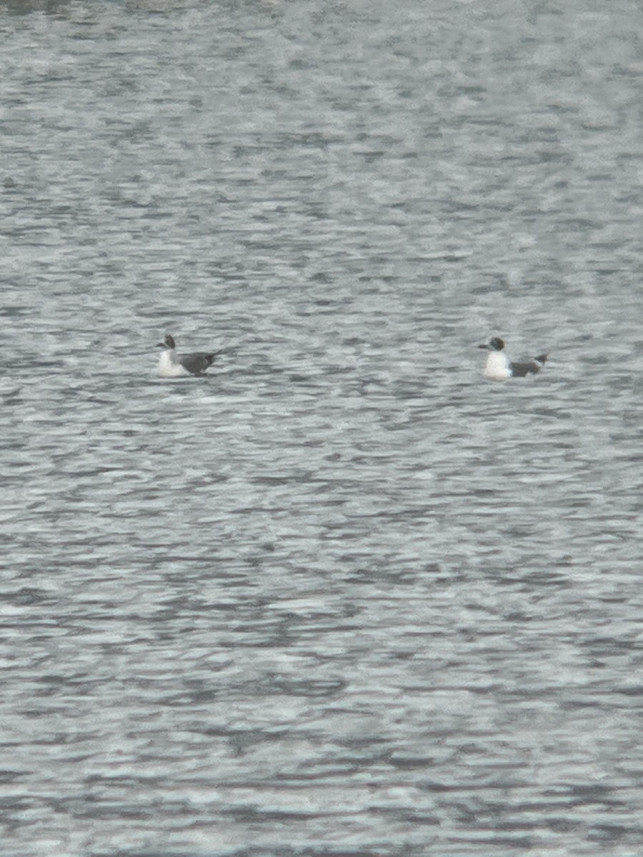 שחף אפור-זנב - ML644483173