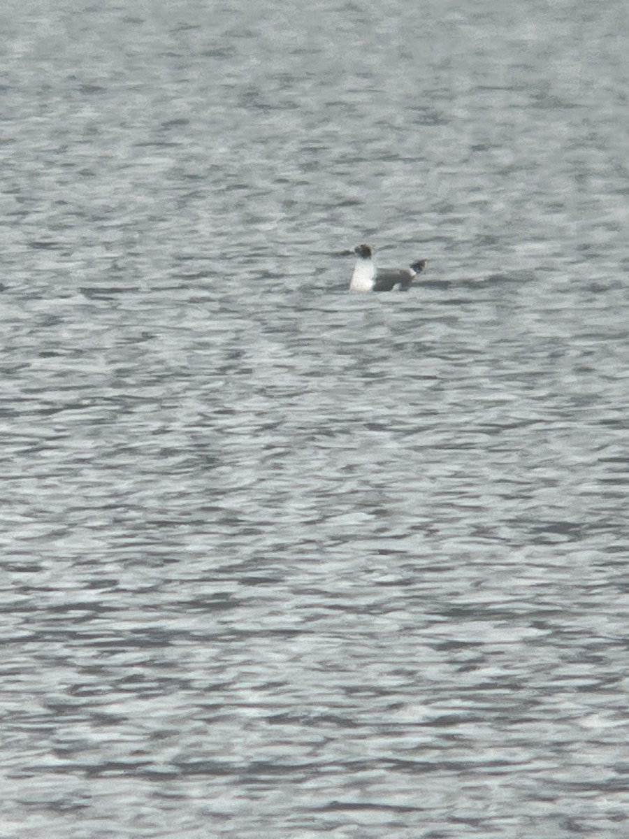 שחף אפור-זנב - ML644483174