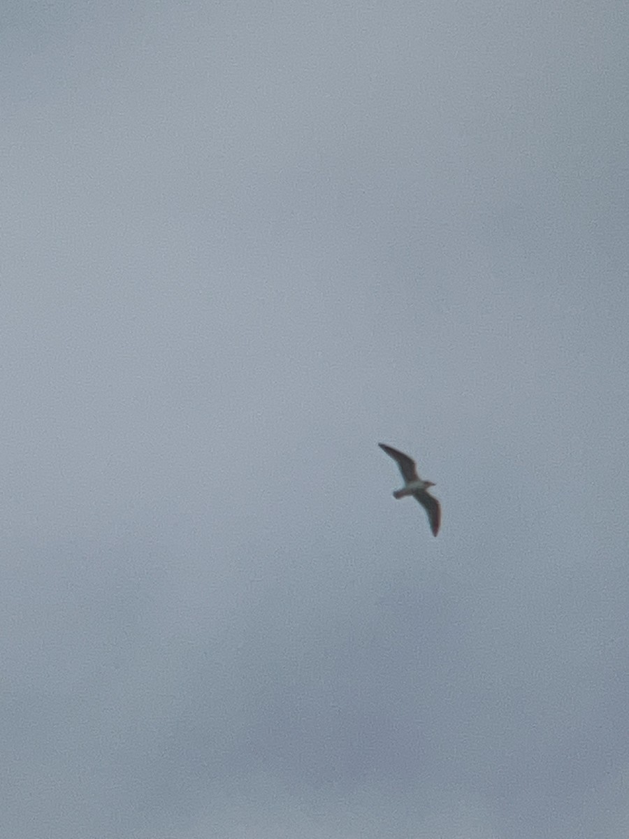 שחף אפור-זנב - ML644483175