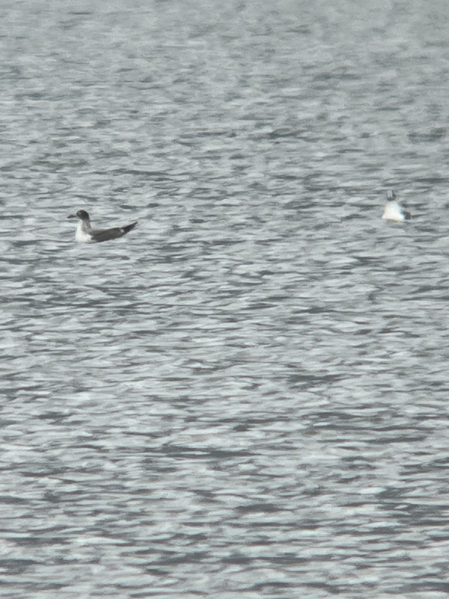 שחף אפור-זנב - ML644483176