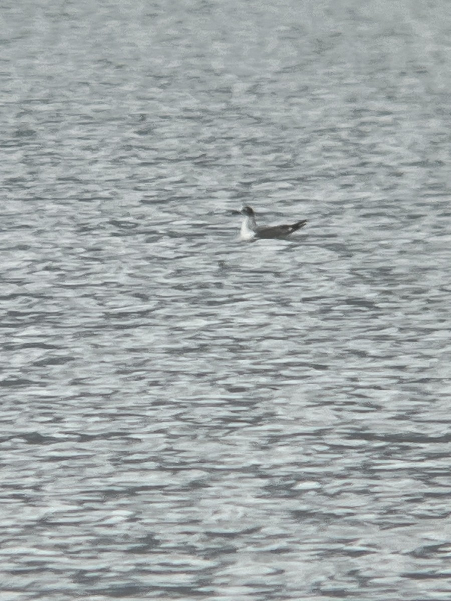 שחף אפור-זנב - ML644483177