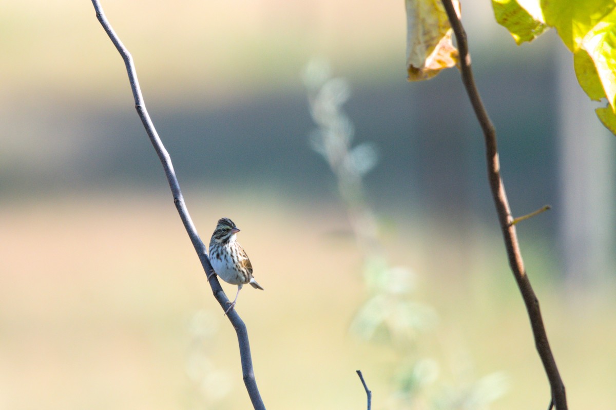 Savannah Sparrow - ML644483184