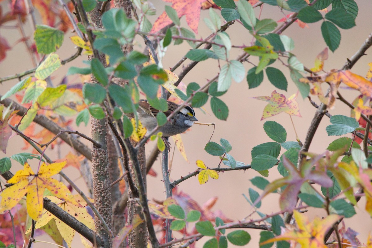 White-throated Sparrow - ML644483189