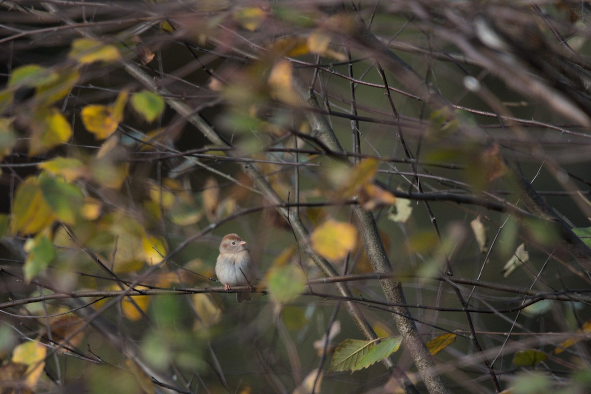 Field Sparrow - ML644483194