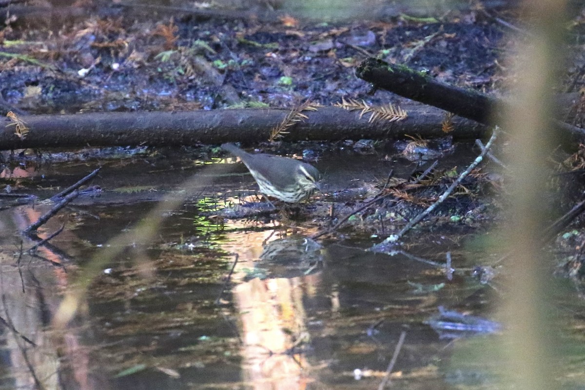 Northern Waterthrush - ML644483197