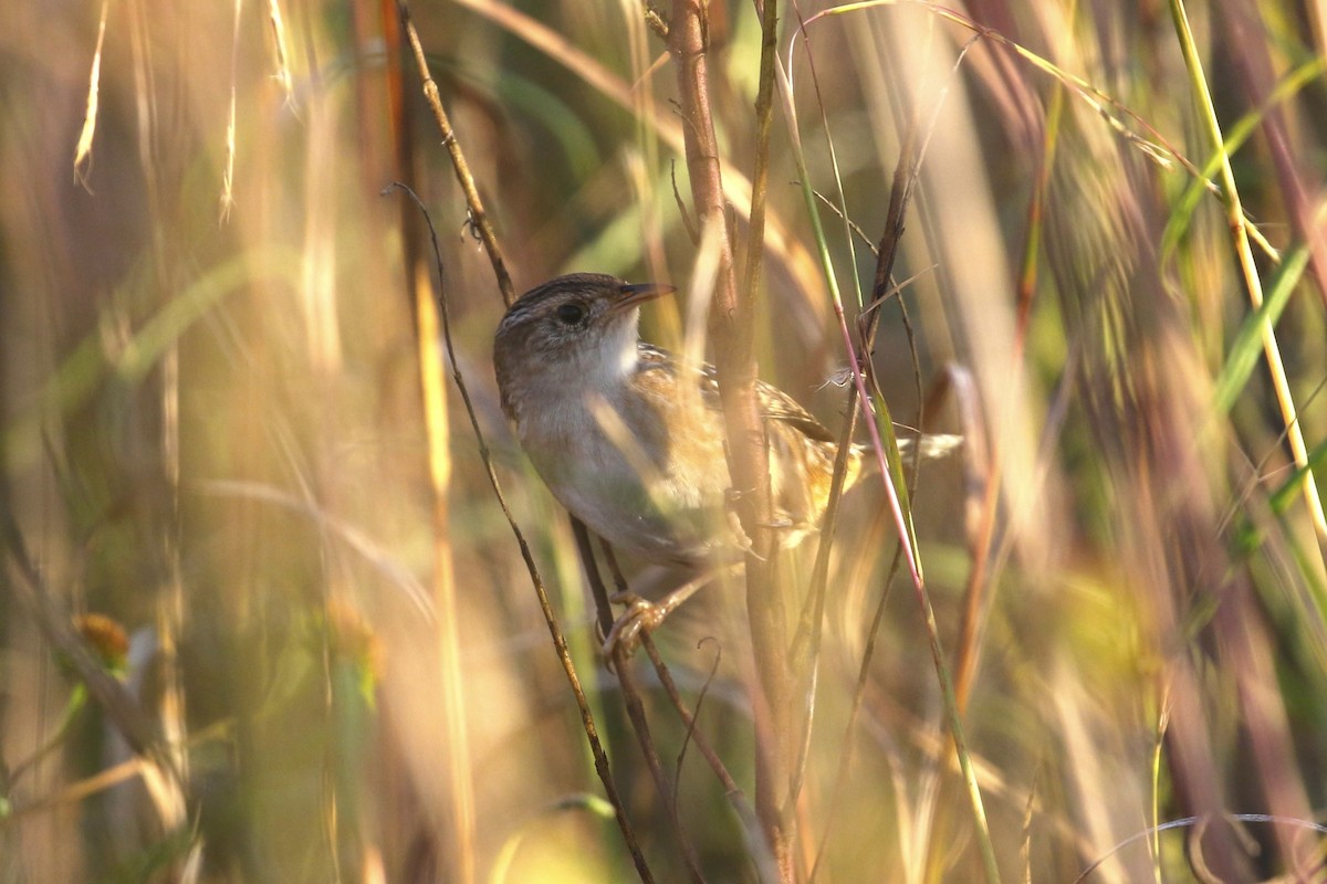 Sedge Wren - ML644483204